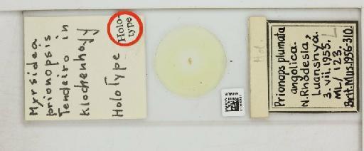Myrsidea prionopsis Klockenhoff & Tendeiro, 1989 - 010660961_816405_1430620