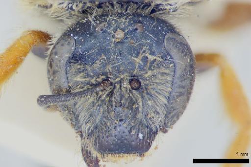 Halictus maculosus Smith, F., 1853 - Ruizantheda_maculosa-NHMUK010264956-female-syntype-face-3_2x