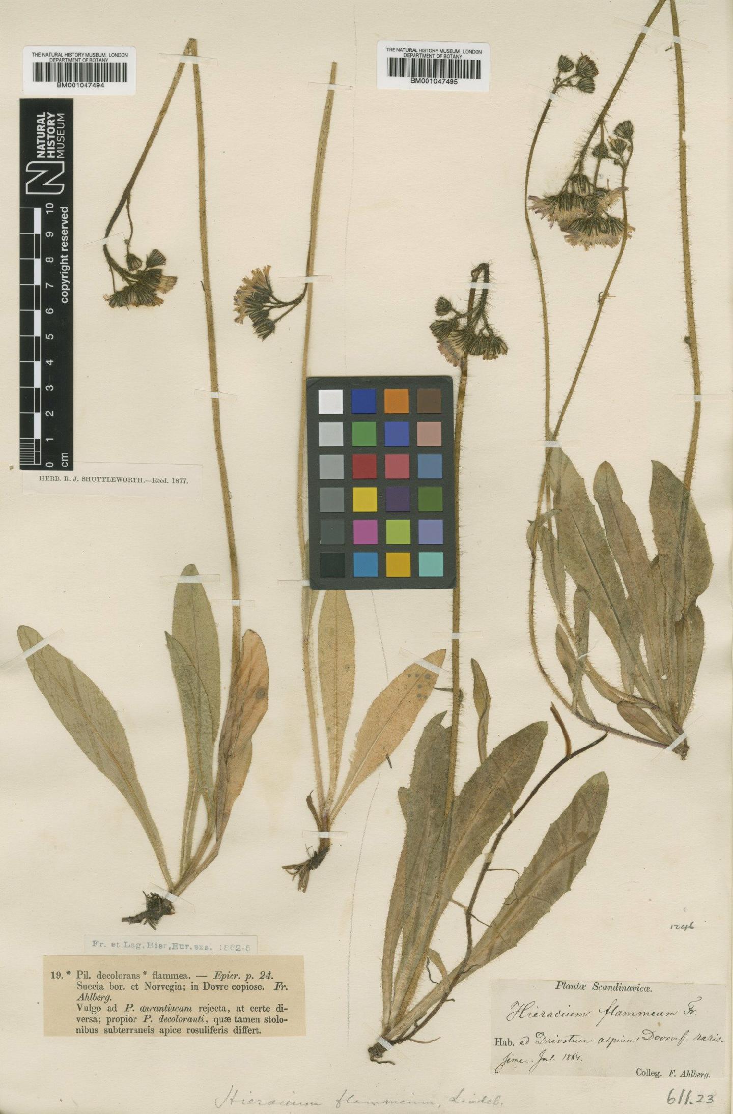 To NHMUK collection (Hieracium aurantiacum subsp. decolorans (Fr.) Nägeli & Peter; Type; NHMUK:ecatalogue:2765286)