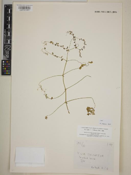 Vicia sylvatica L. - BM013414861