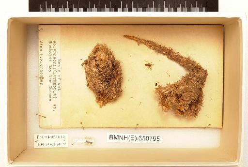 Polyrhachis Smith, F., 1857 - Hymenoptera Nest BMNH(E) 650795