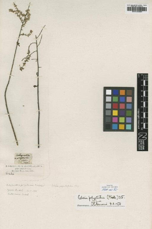 Celosia polystachia (Forssk.) C.C.Towns. - BM000950556