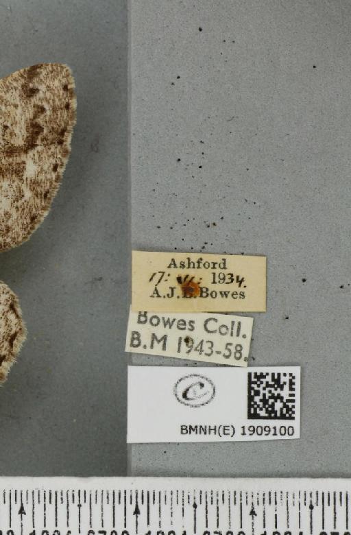 Hypomecis roboraria (Denis & Schiffermüller, 1775) - BMNHE_1909100_label_473857