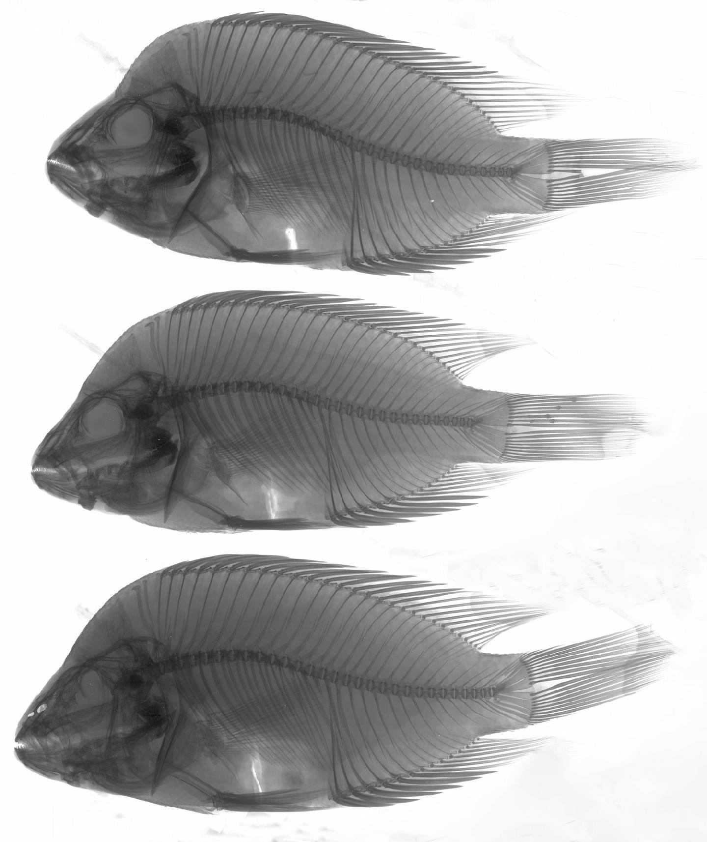 To NHMUK collection (Heros citrinellus Günther, 1864; SYNTYPE(S); NHMUK:ecatalogue:2596115)