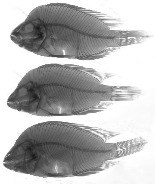 Heros citrinellus Günther, 1864 - BMNH 1864.1.26.201-203, SYNTYPES, Heros citrinellus, radiograph