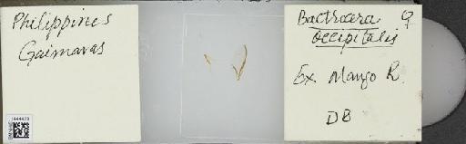 Bactrocera (Bactrocera) occipitalis (Bezzi, 1919) - BMNHE_1444429_57386