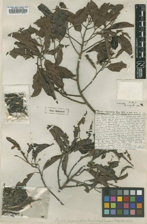 Payena pseudoterminalis H.J.Lam - BM000057907