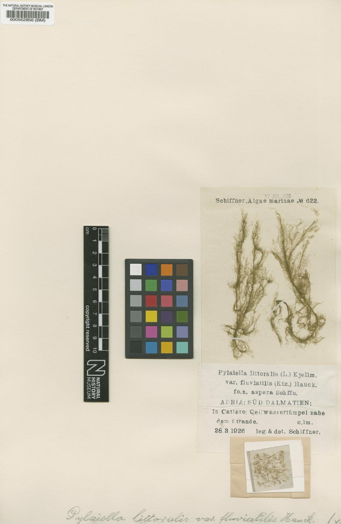 To NHMUK collection (Pylaiella littoralis (L.) Kjellman; TYPE; NHMUK:ecatalogue:4722102)