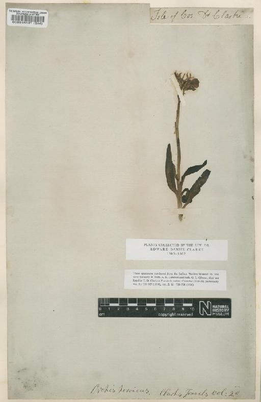 Orchis papilionacea L. - BM000015581