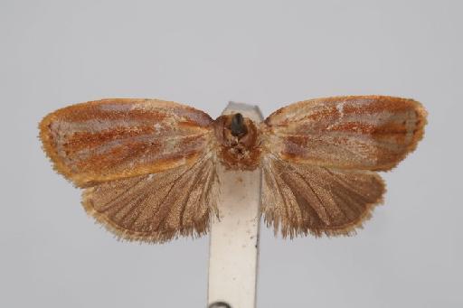 Ancylis pulchra Butler - Archips_pulchra_Butler_1879_Holotype_BMNH(E)#1055360_image001