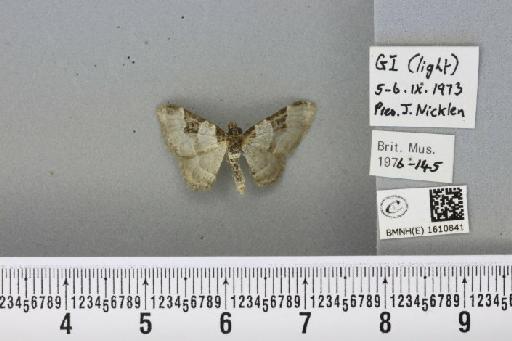 Xanthorhoe fluctuata fluctuata (Linnaeus, 1758) - BMNHE_1610841_308616