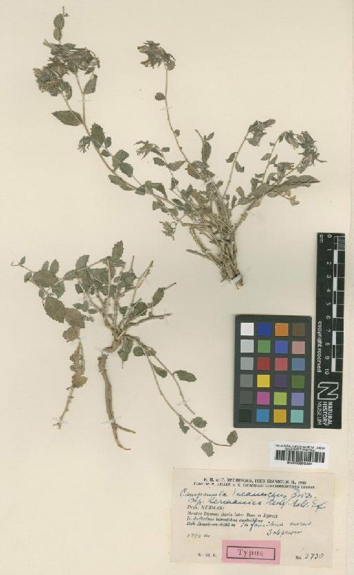 Campanula incanescens subsp. kermanica Rech.f., Aellen & Esfand. - BM000996349