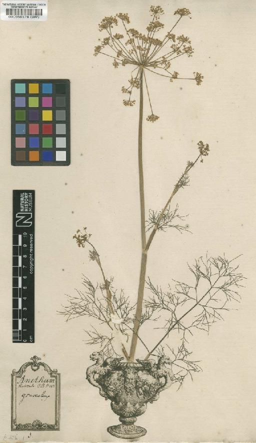 Anethum graveolens L. - BM000558378