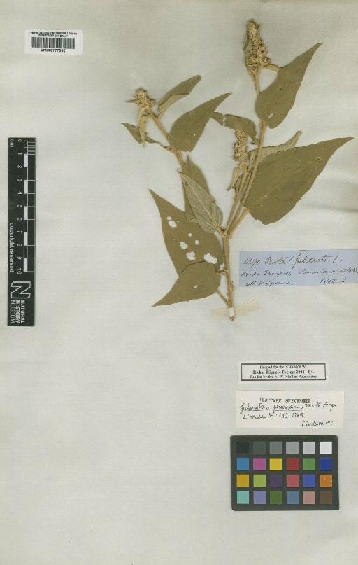 Croton flavispicatus Rusby - BM000777935