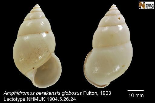 Amphidromus perakensis globosus Fulton, 1903 - 1904.5.26.24-30, LECTOTYPE & PARALECTOTYPES, Amphidromus perakensis globosus Fulton, 1903