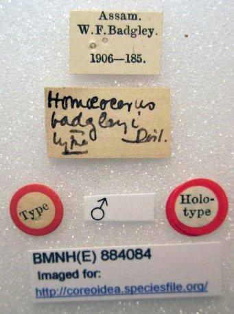 Homoeocerus badgleyi Distant, 1908 - Homoeocerus badgleyi-BMNH(E)884084-Holotype male labels