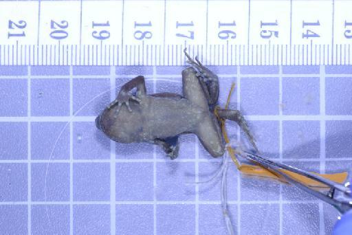 Callulops humicola compta (Zweifel, 1972) - Image of specimen 1961.858