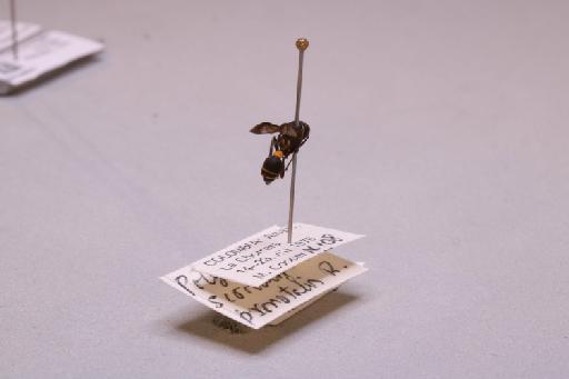 Polybia scrobalis scrobalis Richards, 1970 - 013627670_additional_1