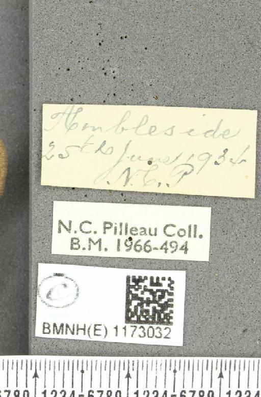 Erebia epiphron mnemon (Haworth, 1812) - BMNHE_1173032_label_28780