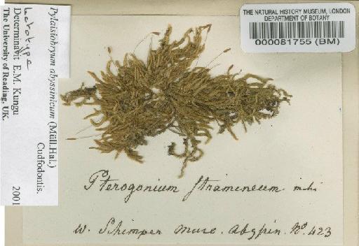 Pylaisiobryum abyssinicum (Müll.Hal.) Cufod. - BM000081755