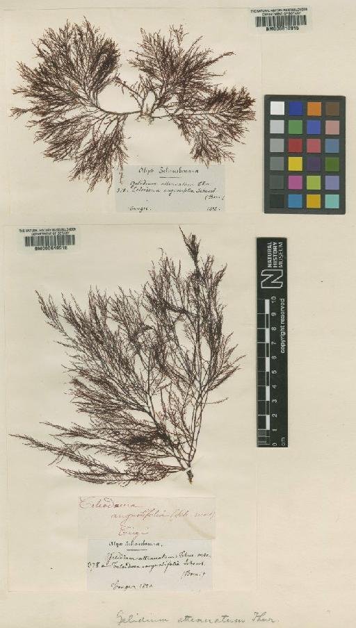 Gelidium attenuatum (Turner) Thur. - BM000610916