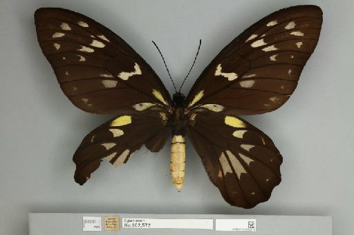 Ornithoptera victoriae regis Rothschild, 1895 - 013602510__