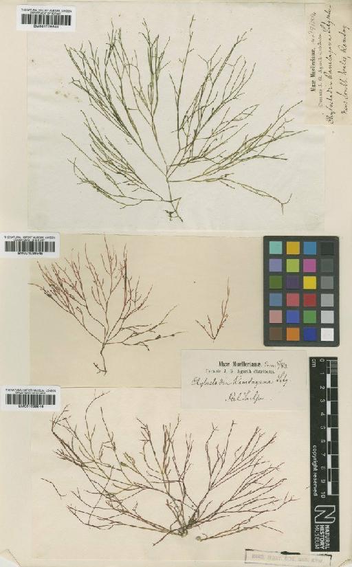 Lomentaria umbellata (Hook.f. & Harv.) Yendo - BM001039546