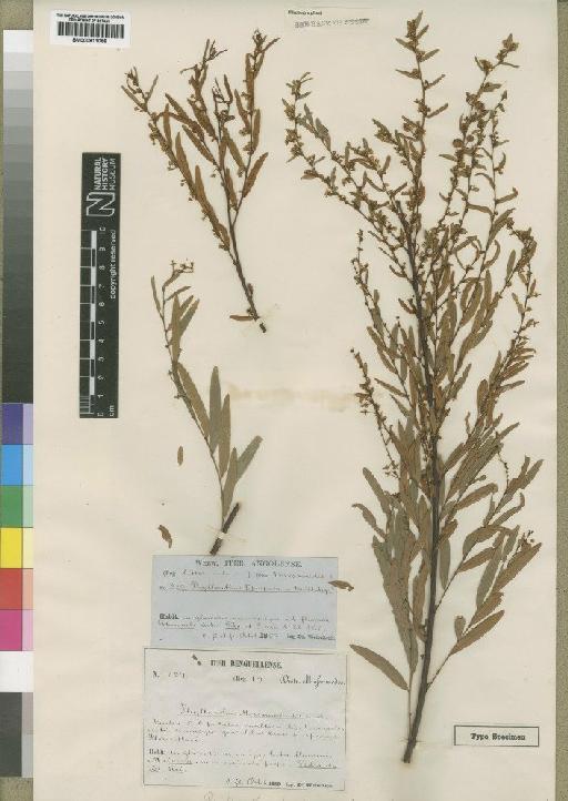 Phyllanthus purpureus Müll.Arg. - BM000911066