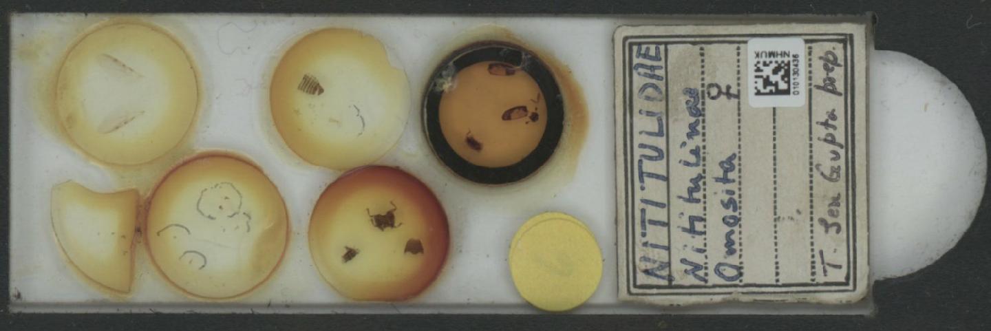 Omosita thumbnail