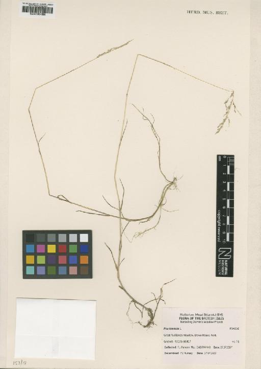 Poa trivialis L. - BM000954686