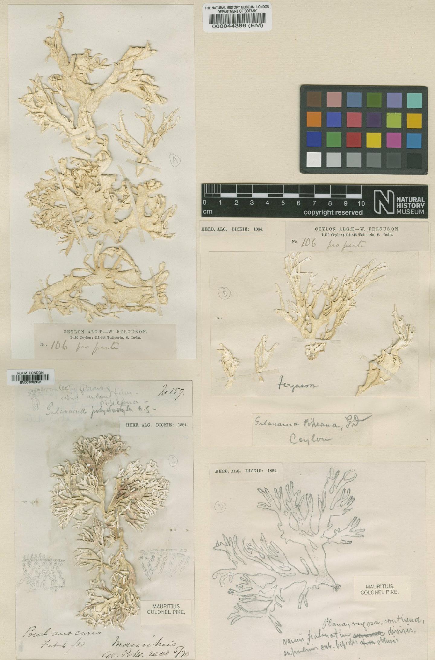 To NHMUK collection (Titanophora pikeana (Dickie) Feldmann; Syntype; NHMUK:ecatalogue:2391744)