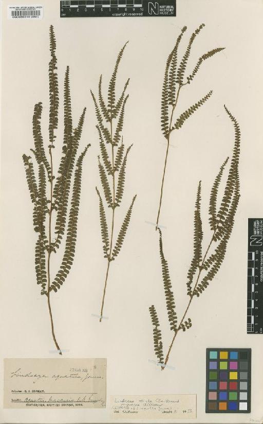 Lindsaea stricta var. parvula (Fée) Kramer - BM000066010
