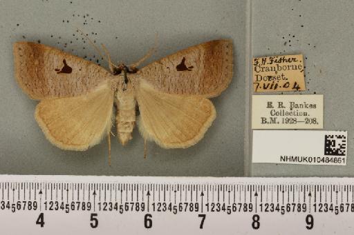 Lygephila pastinum ab. ludicra Haworth, 1809 - NHMUK_010484861_540809