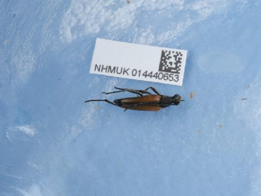 Stenurella melanura (Linnaeus, 1758) - 014440653_2