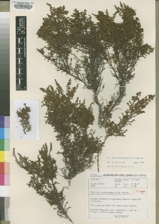 Philippia notholeeana E.G.H.Oliv. - BM000566142