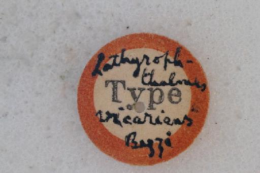 Eristalinus (Eristalinus) vicarians (Bezzi, 1915) - Eristalinus vicarians HT type label
