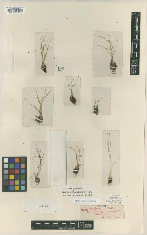 Isoetes stellenbossiensis A.V.Duthie - BM000592424