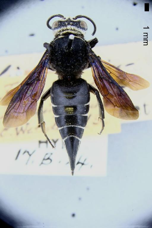 Coelioxys weinlandi Schulz, W.A., 1905 - Coelioxys weinlandi type BMNH(E)970537 habitus dorsal