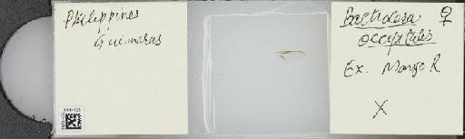 Bactrocera (Bactrocera) occipitalis (Bezzi, 1919) - BMNHE_1444425_57382