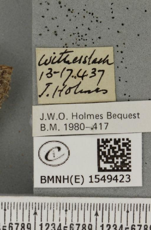 Achlya flavicornis galbanus Tutt, 1891 - BMNHE_1549423_label_239013