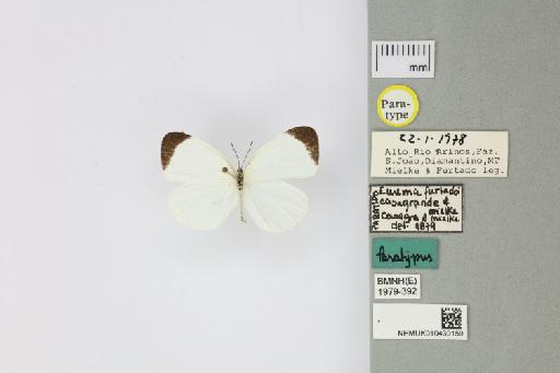 Eurema furtadoi Casagrande & Mielke, 1979 - 010430159_Eurema_furtadoi_Casagrande & Mielke_1979_PT