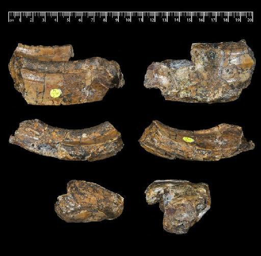 Gyrinodon quassus Hopwood, 1928 - NHMUK PV M 13158 c