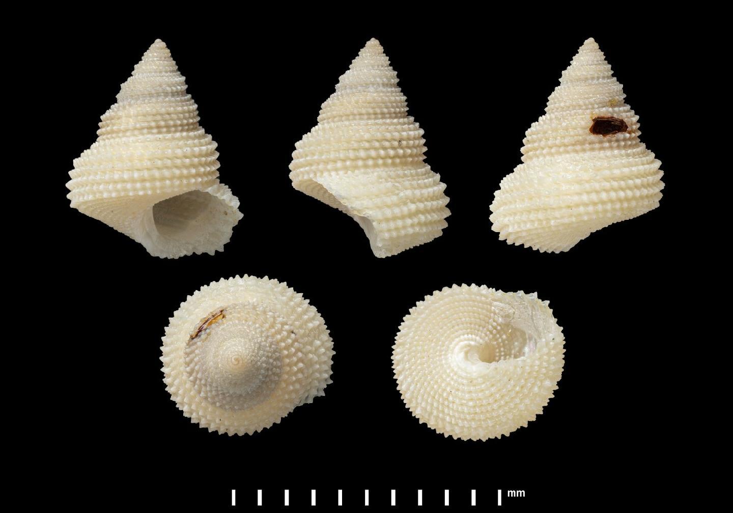 To NHMUK collection (Calliostoma deceptum Smith, 1899; SYNTYPE; NHMUK:ecatalogue:7782216)