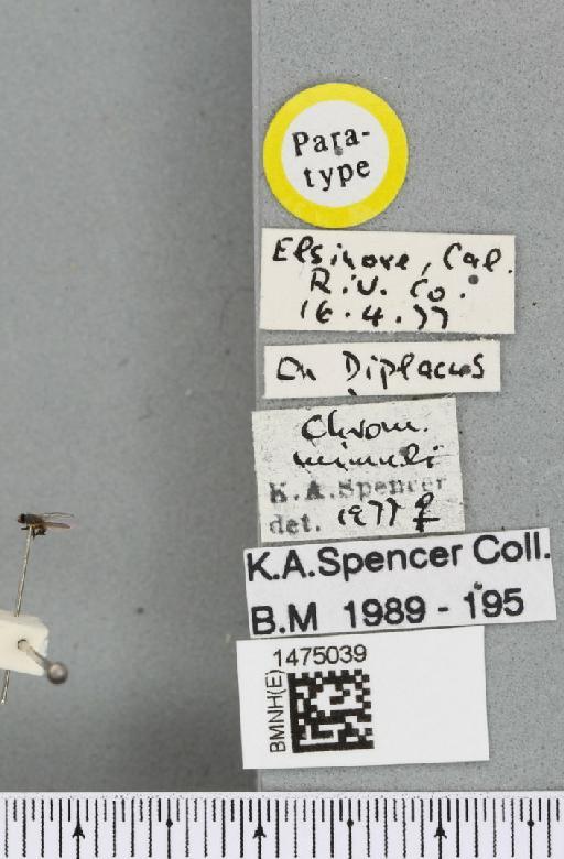 Chromatomyia mimuli Spencer, 1981 - BMNHE_1475039_label_48548