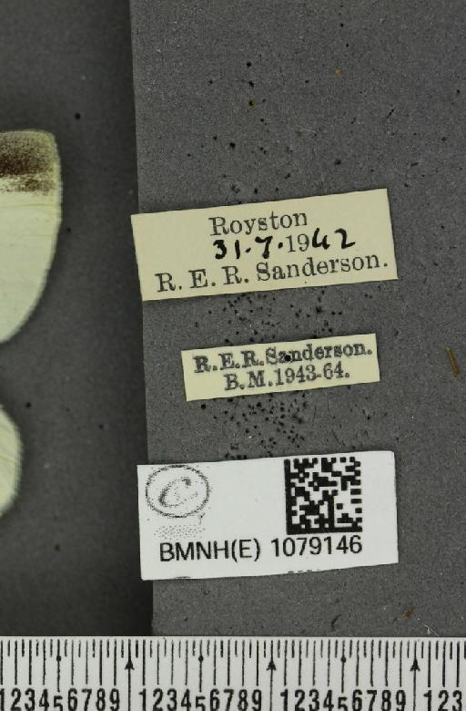 Pieris rapae ab. fasciata Tutt, 1896 - BMNHE_1079146_label_70313