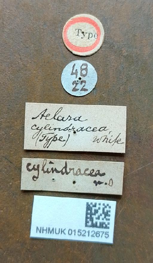 Niphona cylindracea White - Niphona cylindracea holotype labels(1)