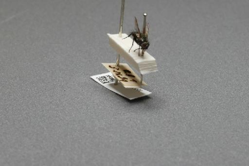 Sarcophaga (Myorhina) nigriventris Meigen, 1826 - 015091911_additional_4