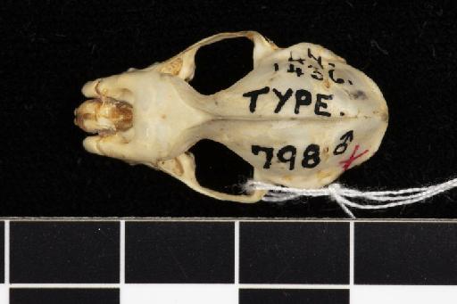 Hipposideros pendleburyi Chasen, 1936 - 1947_1436-Hipposideros_pendleburyi-Type-Skull-dorsal