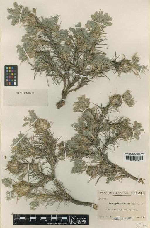 Astragalus muticus Pau - BM000751013