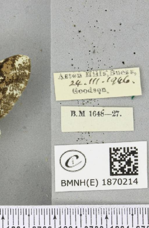 Biston strataria (Hufnagel, 1767) - BMNHE_1870214_label_460608